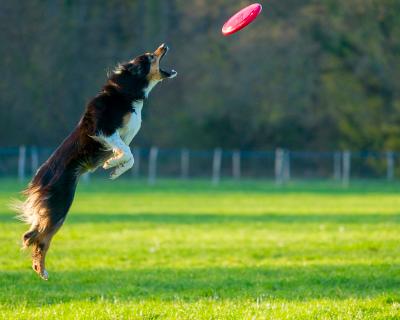 Dog playing catch