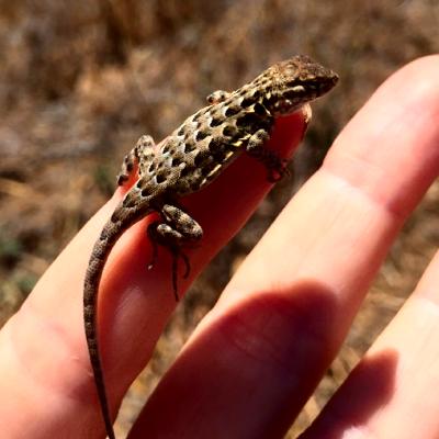 Lizard on hand