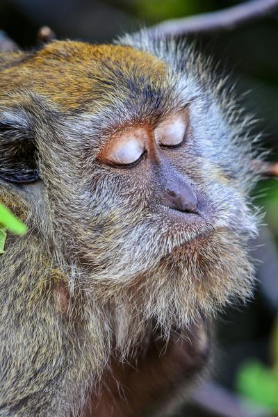 Monkey Closed Eyes