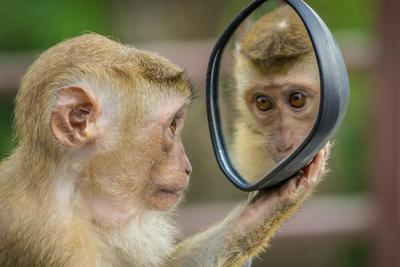 Monkey Reflection